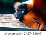 Red Ruffed Lemur monkey. Mammal and mammals. Land world and fauna. Wildlife and zoology. Nature and animal photography.