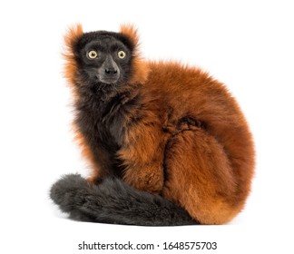 Red Ruffed Lemur Sitting, Isolated On White
