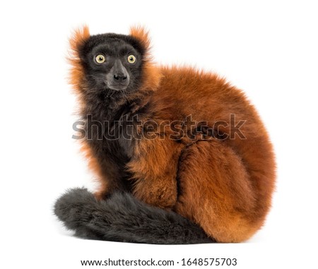 red ruffed lemur sitting, isolated on white
