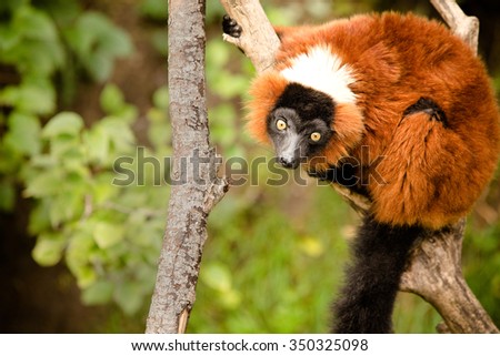 Red Ruffed Lemur - This is a shot of a Red Ruffed Lemur sitting on a branch at the zoo. Shot with a shallow depth of field.
