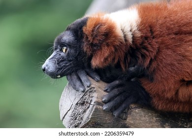 The Red Ruffed Lemur (Varecia Rubra) Closeup Portrait