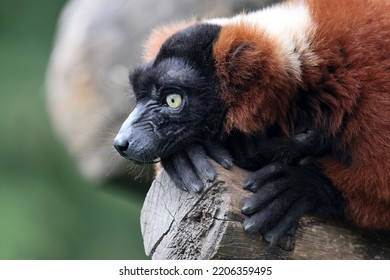 The Red Ruffed Lemur (Varecia Rubra) Closeup Portrait