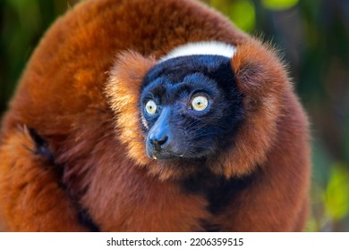 The Red Ruffed Lemur (Varecia Rubra) Closeup Portrait