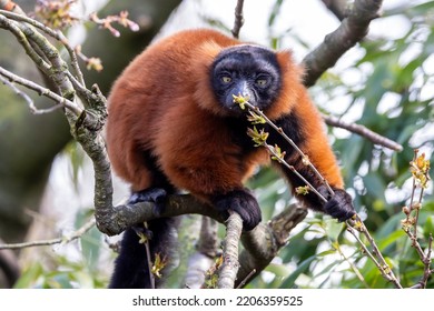 The Red Ruffed Lemur (Varecia Rubra) Closeup Portrait