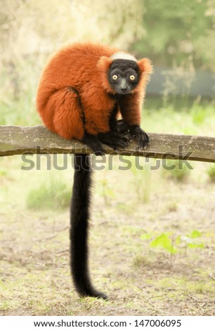 Red ruffed lemur, varecia rubra, sitting on fence