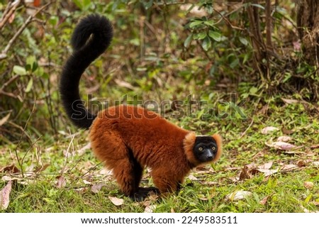 Red Ruffed Lemur - Varecia rubra, beautiful colored primate from North Madagascar tropical forests and woodlands.