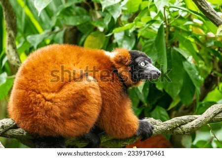 The red ruffed lemur (Varecia rubra) is native to Madagascar. It occurs only in the rainforests of Masoala, in the northeast of the island. 
Its soft, thick fur is red and black in color.