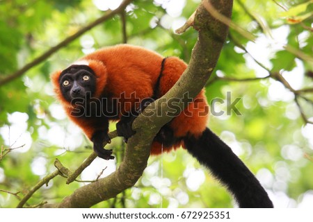 red ruffed lemur, Varecia rubra, watching from above on branch,