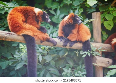 Red Ruffed Lemurs, Native To Madagascar, Resting On The Branch