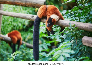 Red Ruffed Lemurs, Native To Madagascar, Resting On The Branch