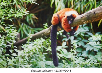 Red Ruffed Lemurs, Native To Madagascar, Resting On The Branch