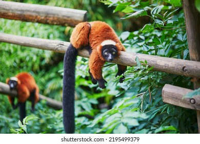 Red Ruffed Lemurs, Native To Madagascar, Resting On The Branch