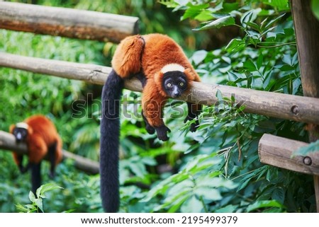 Red ruffed lemurs, native to Madagascar, resting on the branch