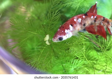 Red Rumble Fish In An Aquarium