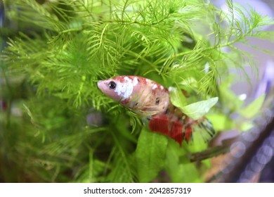 Red Rumble Fish In An Aquarium