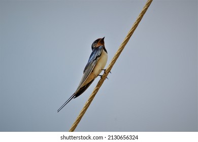 Red Rumped Swallow By The Line