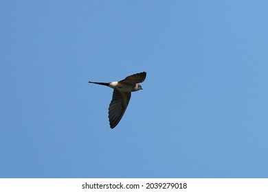 Red Rumped Swallow In The Sky