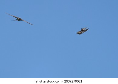 Red Rumped Swallow In The Sky