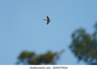 Red Rumped Swallow In The Sky