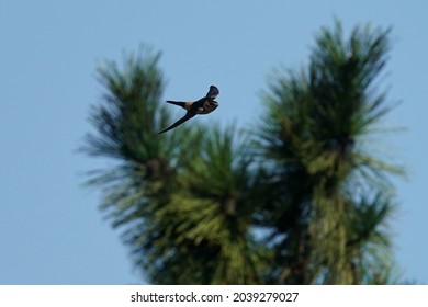 Red Rumped Swallow In The Sky