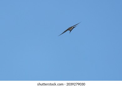 Red Rumped Swallow In The Sky