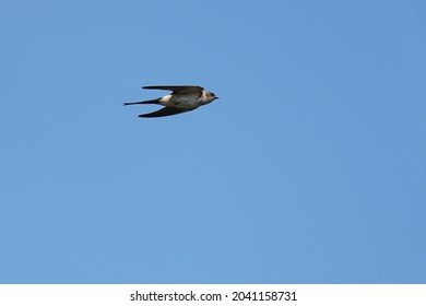 Red Rumped Swallow In The Sky