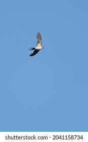 Red Rumped Swallow In The Sky