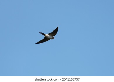 Red Rumped Swallow In The Sky