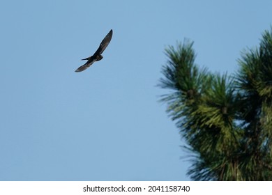 Red Rumped Swallow In The Sky