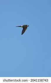 Red Rumped Swallow In The Sky