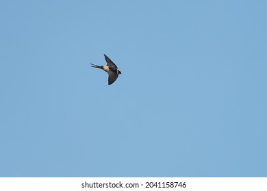 Red Rumped Swallow In The Sky