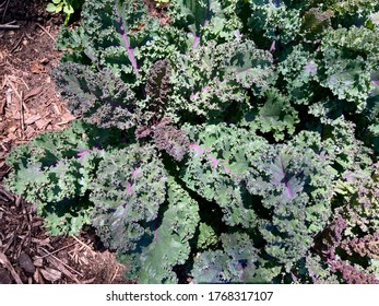  Red Russian Kale In The Garden