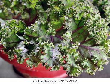 Red or Russian kale leaves in red colander. - Powered by Shutterstock