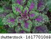 red russian kale plant