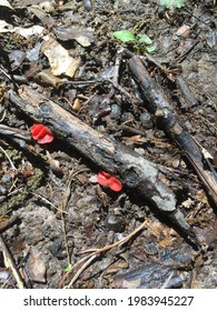 Red Sac Or Cup Fungus Ascomycota