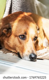 Red Sad Dog On The Floor By Window Light