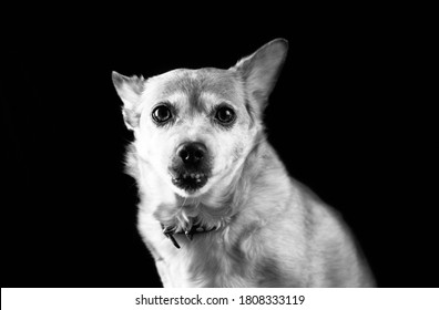 roter Trauriger alter Chihuahua-Hund auf schwarzem Hintergrund. Licht- und Schattenspiel