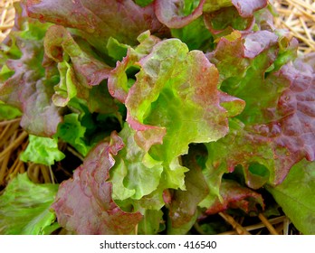 Red Sail Lettuce Close-Up