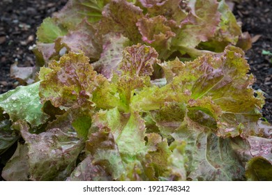 Red Sails Lettuce Home Garden