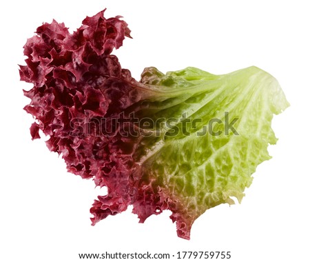 Red salad, lettuce leaf, lollo rosso, isolated on white background, clipping path, full depth of field