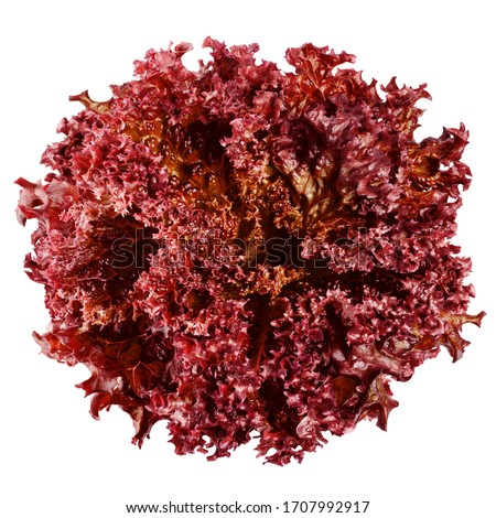 Red salad, lettuce, lollo rosso, isolated on white background, clipping path, full depth of field