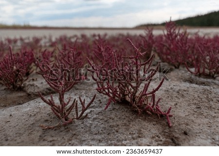 Red Saltwort Plant, Crystalline Desert, Wood Buffalo National Park, NT, Canada Imagine de stoc © 