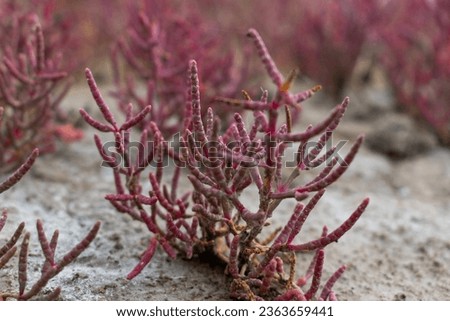 Red Saltwort Plant, Crystalline Desert, Wood Buffalo National Park, NT, Canada Imagine de stoc © 