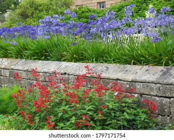 Red Salvia Flowers With Blue Agapanthus Above In A Garden