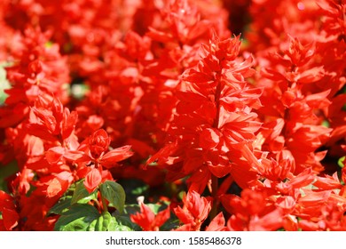 2,147 Salvia splendens Images, Stock Photos & Vectors | Shutterstock