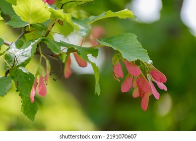 8,423 Samara tree Images, Stock Photos & Vectors | Shutterstock