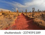 Red sand footpath going from the Yulara resorts area to the south among yellow spinifex grass-honey grevillea shrubs-thin desert oak trees-sparse acacia ayersiana bushes. Northern Territory-Australia.
