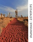 Red sand footpath going from the Yulara resorts area to the south among yellow spinifex grass-honey grevillea shrubs-thin desert oak trees-sparse acacia ayersiana bushes. Northern Territory-Australia.