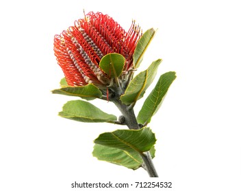 Red Scarlet Banksia Australia Native Flowers Stock Photo (Edit Now ...