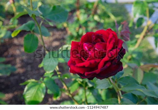 christian dior rose bush